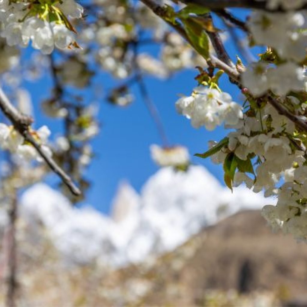 Hunza Tour - Hunza Cherry Blossom Tour