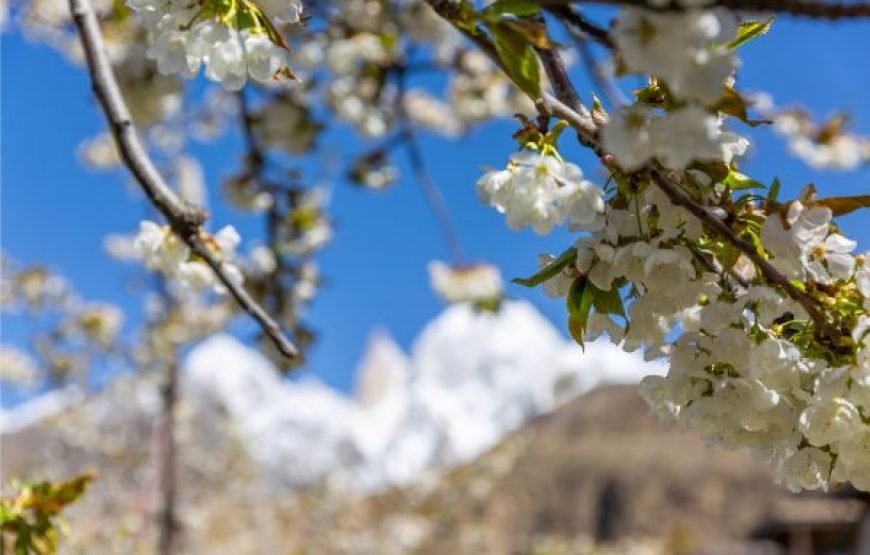 Cherry Blossom Tour – 10 Days in Hunza Valley & Northern Pakistan