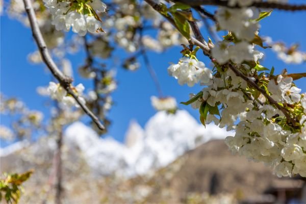 Cherry Blossom Tour: Islamabad to Hunza Tour