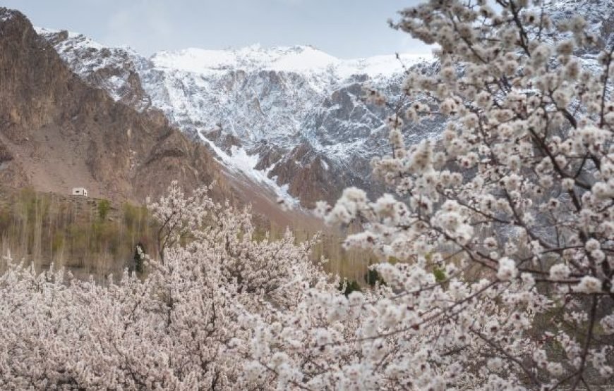 Cherry Blossom Tour – 10 Days in Hunza Valley & Northern Pakistan