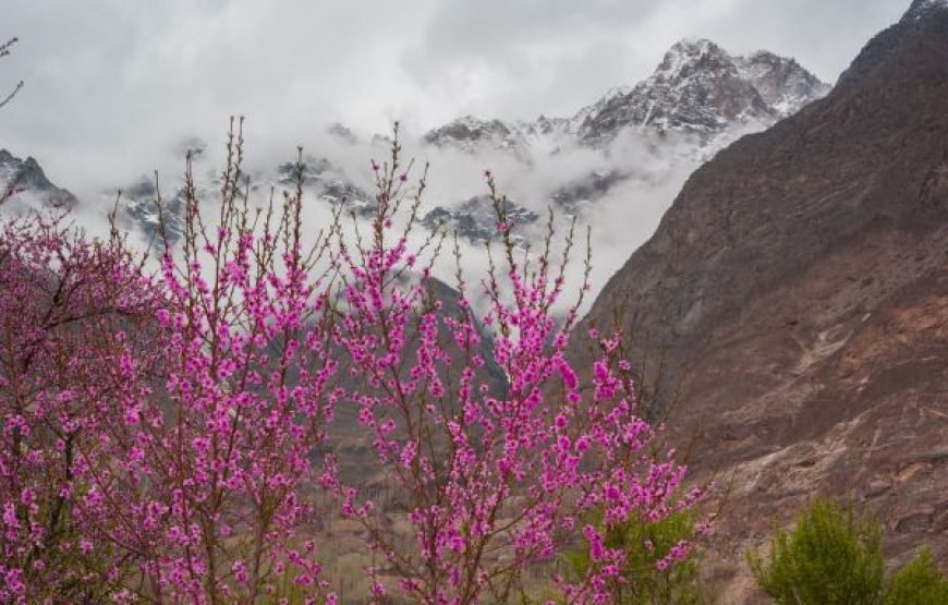 Cherry Blossom Tour – 10 Days in Hunza Valley & Northern Pakistan